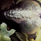 Illustration for article titled This Snail Lives Its Life Upside Down on a Bubble Raft